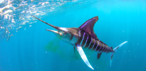 Marlin are on almost every angler's bucket list!