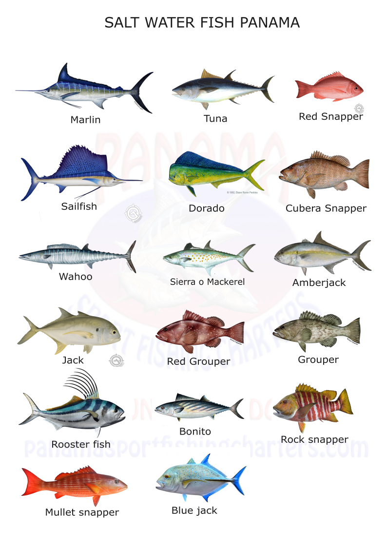 Bucket List for Fish Panama Sport Fishing Charters