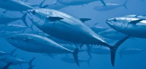 Tuna fishing in Panama