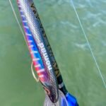 IMG_20251021_141246_1 - Panama Sport Fishing Charters