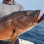 Angler on a boat holds a large reddish grouper with a purple lure in its mouth.